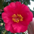 Tom Herrin Red